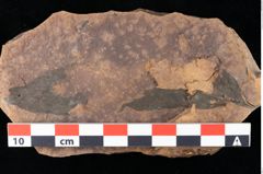 Foto (Detailansicht) von Rhytisma pythii Ettingshausen (NHMW-GEO-2024-0188-0078)